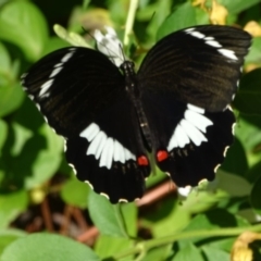 Papilio aegeus (Orchard Swallowtail, Large Citrus Butterfly) at Isaacs, ACT - 24 Jan 2019 by Mike