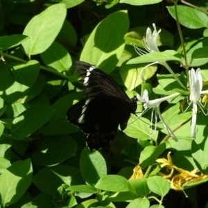 Papilio aegeus at Isaacs, ACT - 25 Jan 2019