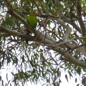 Polytelis swainsonii at Wanniassa, ACT - suppressed