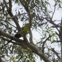 Polytelis swainsonii at Wanniassa, ACT - suppressed