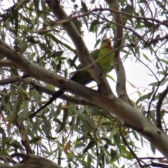 Polytelis swainsonii at Wanniassa, ACT - suppressed