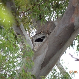 Callocephalon fimbriatum at Deakin, ACT - 27 Jan 2019