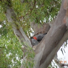 Callocephalon fimbriatum at Deakin, ACT - suppressed