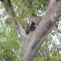 Callocephalon fimbriatum at Deakin, ACT - suppressed