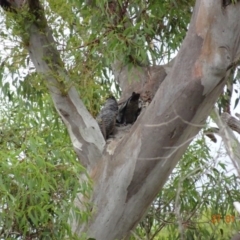 Callocephalon fimbriatum at Deakin, ACT - 27 Jan 2019