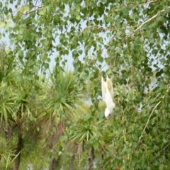 Cacatua sanguinea (Little Corella) at Wanniassa, ACT - 27 Jan 2019 by jks