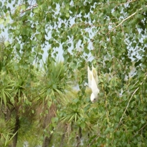 Cacatua sanguinea at Wanniassa, ACT - 27 Jan 2019