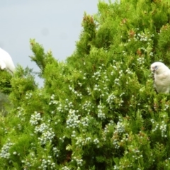 Cacatua sanguinea at Wanniassa, ACT - 27 Jan 2019 10:03 AM