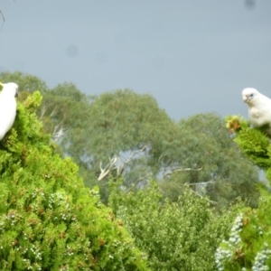 Cacatua sanguinea at Wanniassa, ACT - 27 Jan 2019 10:03 AM