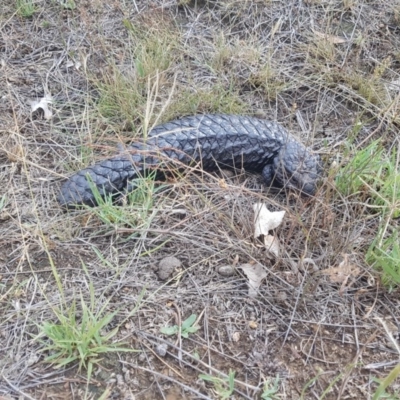 Tiliqua rugosa (Shingleback Lizard) at Amaroo, ACT - 27 Jan 2019 by nathkay