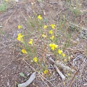 Velleia paradoxa at Amaroo, ACT - 27 Jan 2019