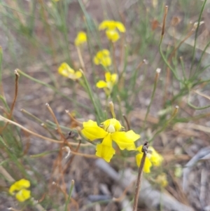 Velleia paradoxa at Amaroo, ACT - 27 Jan 2019