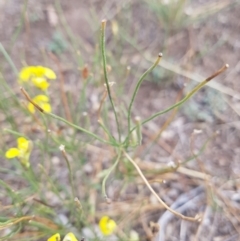 Velleia paradoxa at Amaroo, ACT - 27 Jan 2019