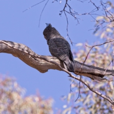 Callocephalon fimbriatum (Gang-gang Cockatoo) at Acton, ACT - 10 Nov 2018 by GlennMcMellon