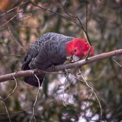 Callocephalon fimbriatum (Gang-gang Cockatoo) at Acton, ACT - 5 Oct 2018 by GlennMcMellon