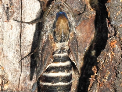 Endoxyla encalypti (Wattle Goat Moth) at Acton, ACT - 21 Jan 2019 by TimL