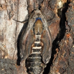 Endoxyla encalypti at Acton, ACT - 21 Jan 2019