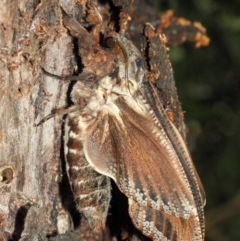 Endoxyla encalypti at Acton, ACT - 21 Jan 2019