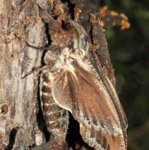 Endoxyla encalypti at Acton, ACT - 21 Jan 2019