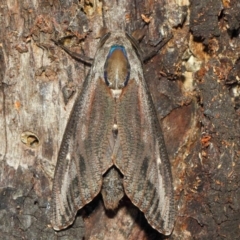 Endoxyla encalypti at Acton, ACT - 21 Jan 2019