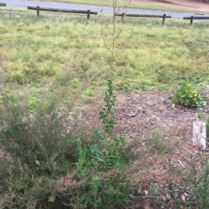 Lactuca serriola f. serriola at Garran, ACT - 24 Jan 2019