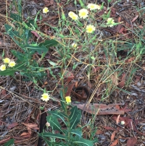 Lactuca serriola f. serriola at Garran, ACT - 24 Jan 2019 10:00 AM