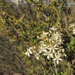 Bursaria spinosa (Native Blackthorn, Sweet Bursaria) at Greenway, ACT - 9 Jan 2019 by member1604