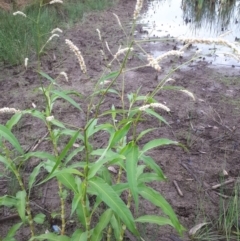 Persicaria lapathifolia (Pale Knotweed) at Dunlop, ACT - 27 Jan 2019 by purple66