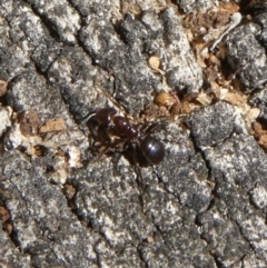 Papyrius nitidus at Theodore, ACT - 27 Jan 2019