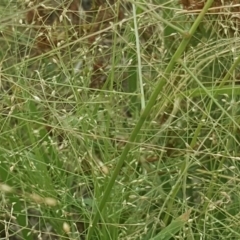 Panicum effusum (Hairy Panic Grass) at Isaacs, ACT - 27 Jan 2019 by Mike