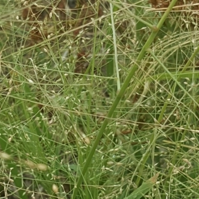 Panicum effusum (Hairy Panic Grass) at Isaacs, ACT - 27 Jan 2019 by Mike