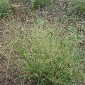 Panicum effusum at Isaacs Ridge - 27 Jan 2019