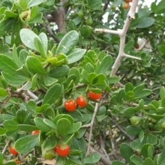 Lycium ferocissimum (African Boxthorn) at Isaacs, ACT - 27 Jan 2019 by Mike