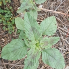 Amaranthus retroflexus (Redroot Amaranth) at Isaacs, ACT - 27 Jan 2019 by Mike