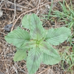 Amaranthus retroflexus at Isaacs Ridge - 27 Jan 2019