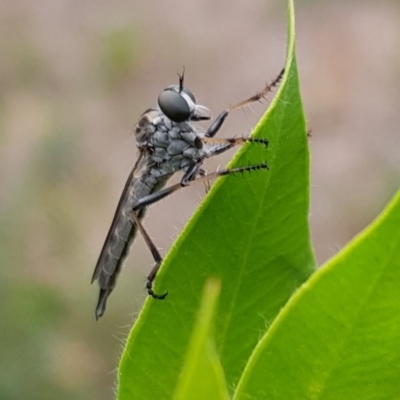 Cerdistus sp. (genus) (Yellow Slender Robber Fly) at Pearce, ACT - 26 Jan 2019 by Shell