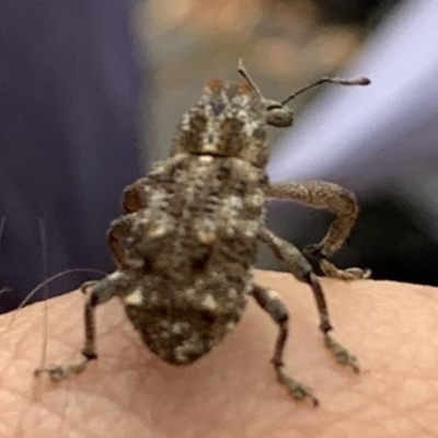 Orthorhinus cylindrirostris (Elephant Weevil) at Fowles St. Woodland, Weston - 27 Jan 2019 by AliceH
