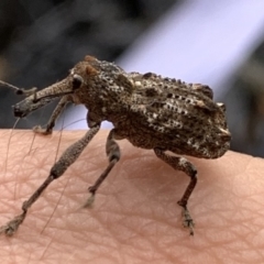 Orthorhinus cylindrirostris at Weston, ACT - 27 Jan 2019