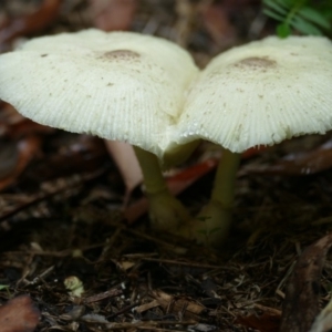 Leucocoprinus sp. at Morton, NSW - 24 Jan 2019 08:55 AM