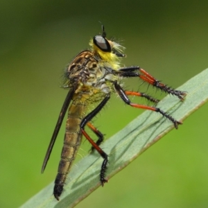 Zosteria rosevillensis at Acton, ACT - 21 Jan 2019