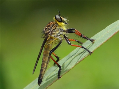 Zosteria rosevillensis (A robber fly) at Acton, ACT - 21 Jan 2019 by TimL