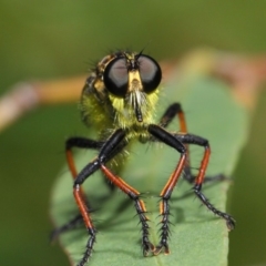 Zosteria rosevillensis at Acton, ACT - 21 Jan 2019