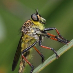 Zosteria rosevillensis at Acton, ACT - 21 Jan 2019