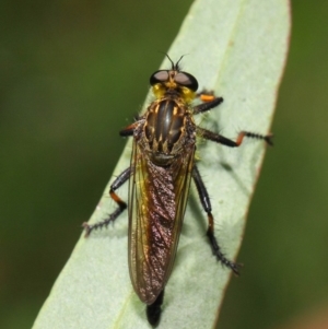 Zosteria rosevillensis at Acton, ACT - 21 Jan 2019 01:56 PM