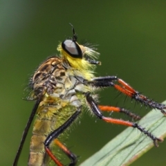 Zosteria rosevillensis at Acton, ACT - 21 Jan 2019