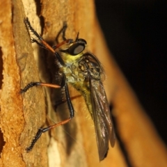 Zosteria rosevillensis (A robber fly) at Acton, ACT - 21 Jan 2019 by TimL