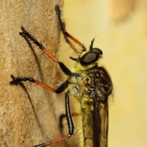 Zosteria rosevillensis at Acton, ACT - 21 Jan 2019