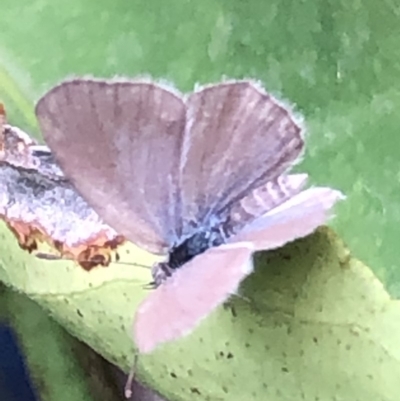 Zizina otis (Common Grass-Blue) at Monash, ACT - 27 Jan 2019 by jackQ