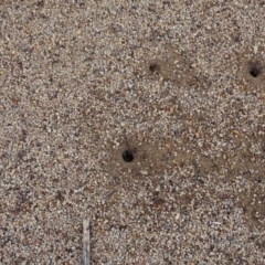 Iridomyrmex purpureus (Meat Ant) at Isaacs, ACT - 27 Jan 2019 by Mike
