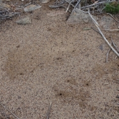 Iridomyrmex purpureus at Isaacs, ACT - 27 Jan 2019